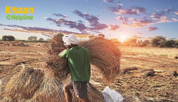 सरकार के खरीद अभियान से 2 मिलियन किसानों को कुल 50,000 करोड़ रुपये से अधिक की राशि मिलेगी सरकार के खरीद अभियान से 2 मिलियन किसानों को कुल 50,000 करोड़ रुपये से अधिक की राशि मिलेगी